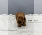 Small #4 Golden Retriever
