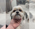 Small #2 Mutt