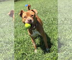 Small #2 American Pit Bull Terrier Mix