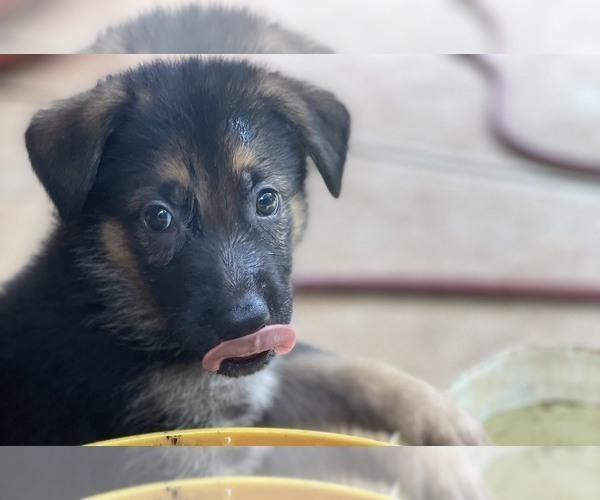 Medium Photo #4 German Shepherd Dog Puppy For Sale in CHARLOTTE, NC, USA