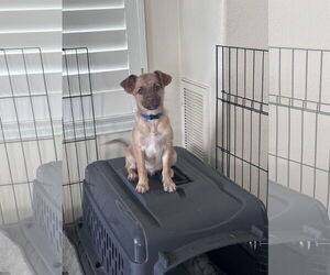 Titto - Male Chiranian Dog for Adoption - Photo #12