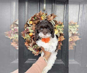 Cockapoo Puppy for sale in SUISUN CITY, CA, USA