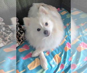 Pomeranian Dogs for adoption in Lebanon, PA, USA