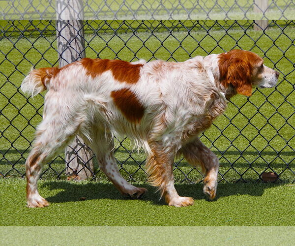 Medium Photo #5 Brittany Puppy For Sale in Curwensville, PA, USA
