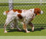 Small #4 Brittany