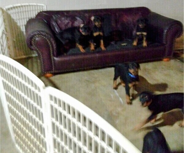 Medium Photo #9 Rottweiler Puppy For Sale in SMYRNA, TN, USA