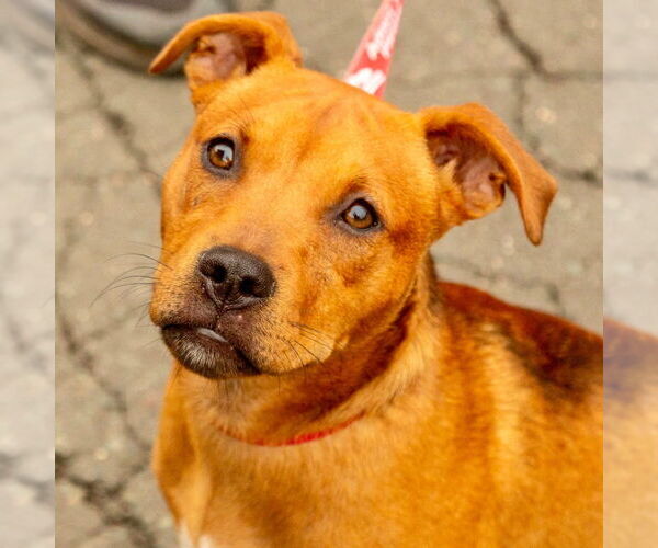 Medium Photo #7 Mutt Puppy For Sale in Canton, CT, USA