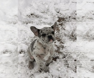 French Bulldog Puppy for sale in JACKSONVILLE, NC, USA