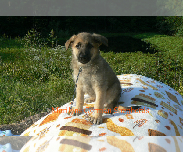 Medium Photo #2 German Shepherd Dog Puppy For Sale in PIEDMONT, MO, USA