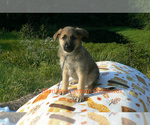 Small Photo #2 German Shepherd Dog Puppy For Sale in PIEDMONT, MO, USA
