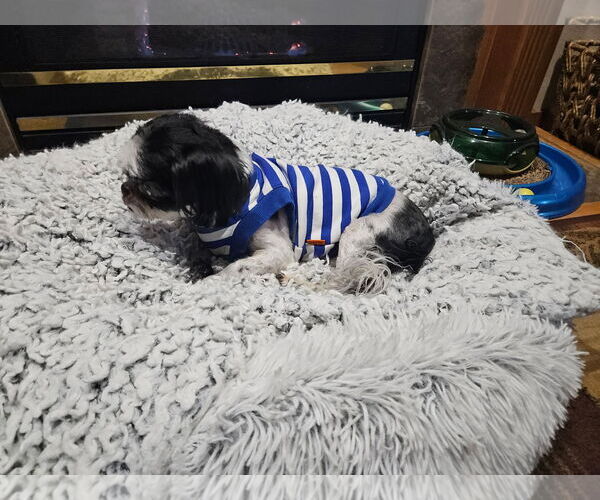 Medium Photo #3 Shih Tzu Puppy For Sale in Sioux Falls, SD, USA