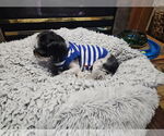 Small #2 Shih Tzu