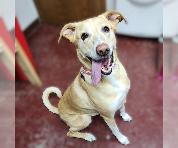 Medium Photo #13 Labrenees Puppy For Sale in Fargo, ND, USA