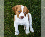 Small Photo #7 Brittany Puppy For Sale in WAKARUSA, IN, USA