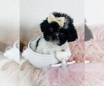 Small #2 Shih Tzu