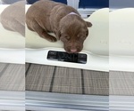 Small #2 Labrador Retriever