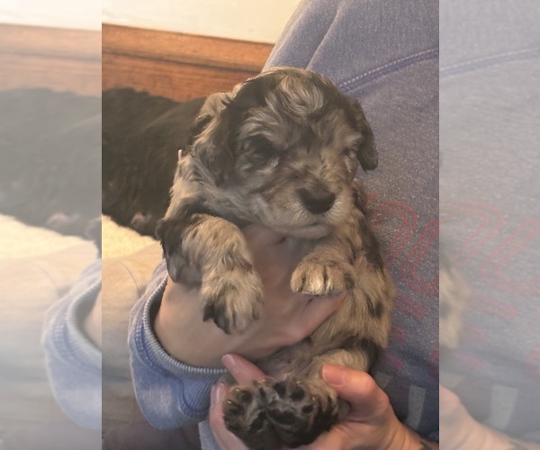 Medium Photo #5 Schnoodle (Giant) Puppy For Sale in MINNEAPOLIS, MN, USA