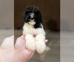 Small Photo #4 Poodle (Standard) Puppy For Sale in LEESBURG, GA, USA