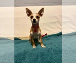 Small #1 Chihuahua Mix