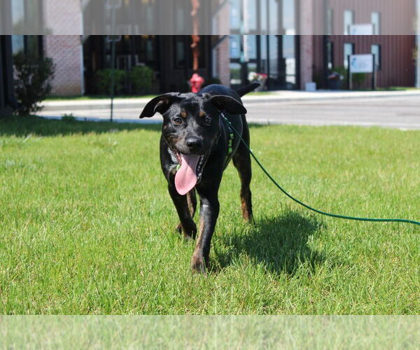 Medium Photo #3 Mutt Puppy For Sale in Chestertown, MD, USA