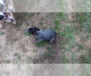 Australian Stumpy Tail Cattle Dog Puppy for sale in OLYMPIA, WA, USA