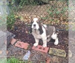Puppy Joker English Springer Spaniel