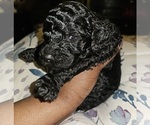 Small Poodle (Standard)