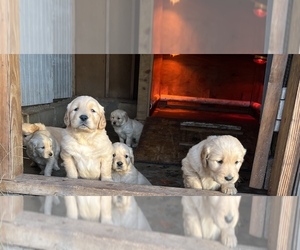 Golden Retriever Puppy for sale in NASHVILLE, NC, USA