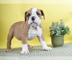 Small Photo #2 English Bulldog Puppy For Sale in NAPPANEE, IN, USA