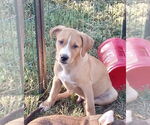 Small #4 Mutt