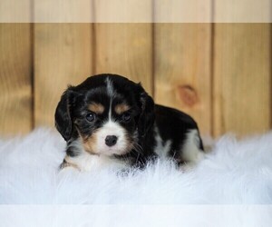 Cavalier King Charles Spaniel Puppy for sale in FREDERICKSBG, OH, USA