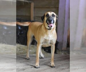 Black Mouth Cur-Labrador Retriever Mix Dogs for adoption in Brewster, NY, USA