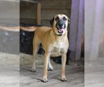 Small Black Mouth Cur-Labrador Retriever Mix