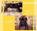 Puppy 5 America Bandogge Mastiff-Cane Corso Mix