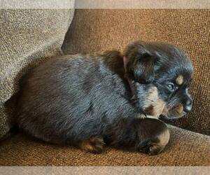 Rottweiler Puppy for sale in SPRINGFIELD, MO, USA