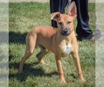 Small #4 Boxer-Dutch Shepherd  Mix