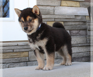 Shiba Inu Puppy for sale in CANTON, SD, USA