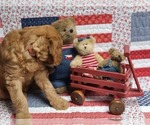 Small Photo #3 Irish Doodle Puppy For Sale in PRINCEVILLE, IL, USA