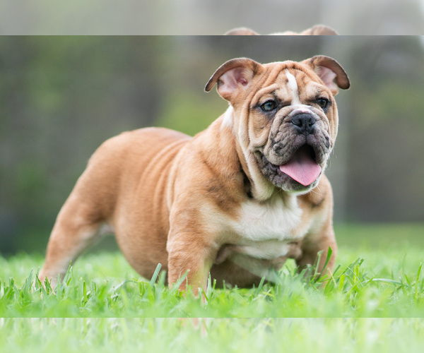 Medium Photo #11 Bulldog Puppy For Sale in WARSAW, IN, USA