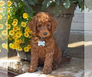 Poodle (Standard) Puppy for Sale in WOLCOTT, Indiana USA