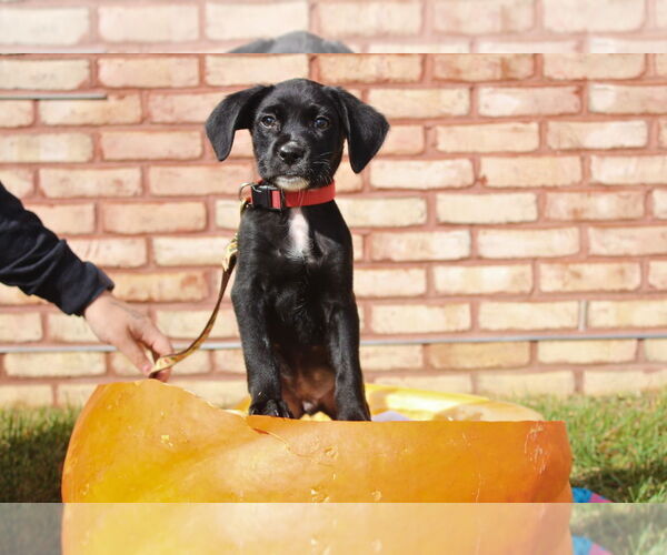 Medium Photo #3 Mutt Puppy For Sale in Chestertown, MD, USA