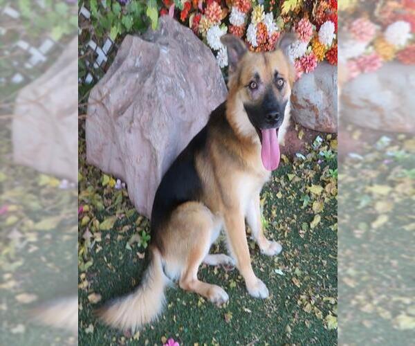 Medium Photo #2 German Shepherd Dog-Unknown Mix Puppy For Sale in Oklahoma City, OK, USA