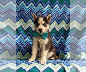 Siberian Husky Puppy for sale in QUARRYVILLE, PA, USA