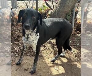 Australian Shepherd-Unknown Mix Dogs for adoption in Ogden, UT, USA