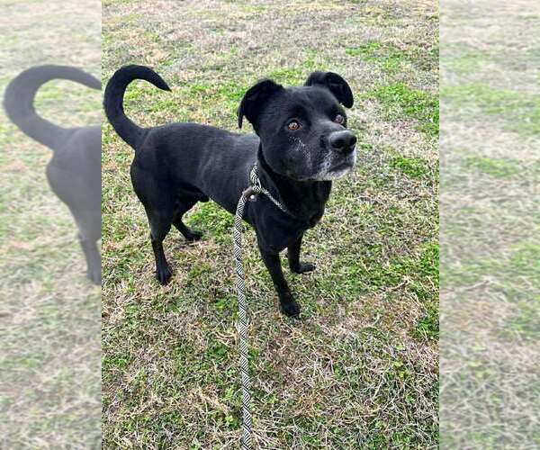 Medium Photo #2 Mutt Puppy For Sale in Abbeville, LA, USA