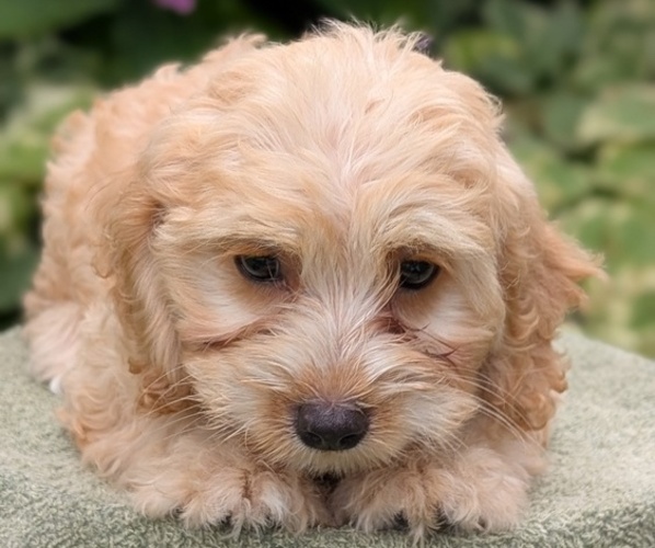 Medium Photo #7 Cavapoo Puppy For Sale in GOSHEN, IN, USA