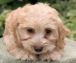 Small #6 Cavapoo