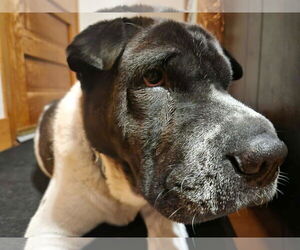 Bernard - Male Pug-Unknown Mix Dog for Adoption - Photo #8