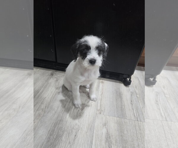 Medium Photo #2 Chi-Poo (Miniature) Puppy For Sale in Rosenberg, TX, USA