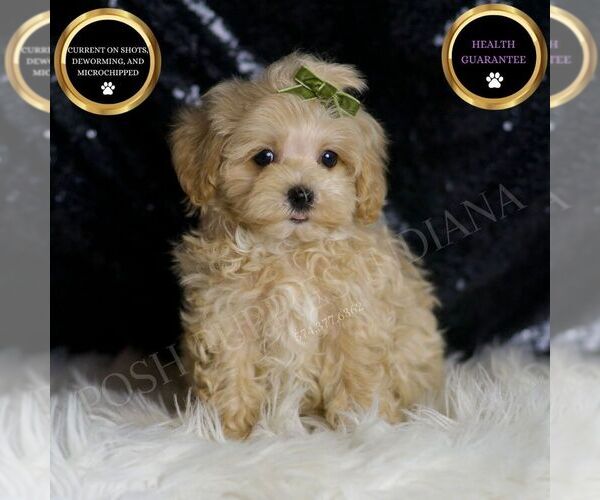 Medium Photo #4 Maltipoo Puppy For Sale in WARSAW, IN, USA